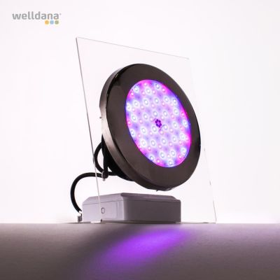 Moonlight LED lamps